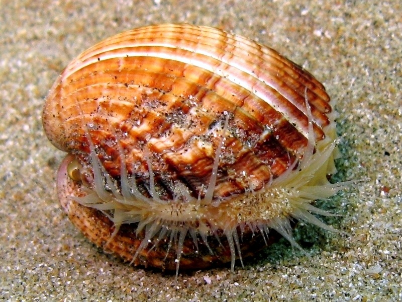 Acanthocardia tuberculata