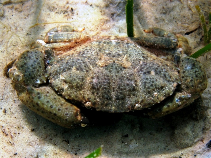 Xantho granulicarpus