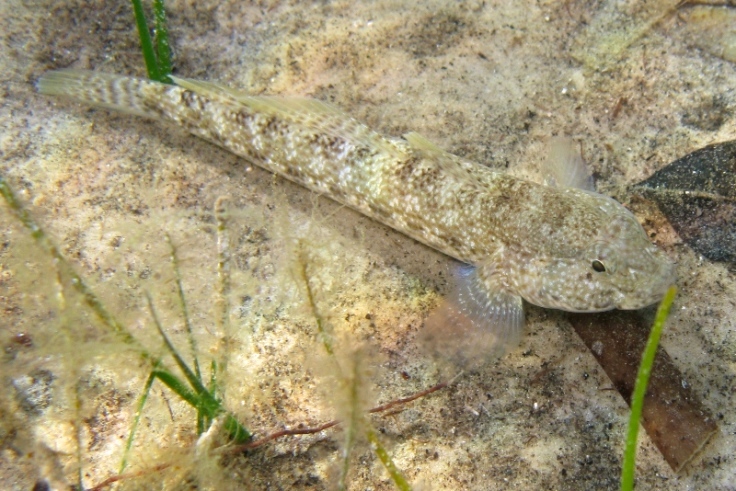 Primi sentori di Gobius bucchichi e Gobius incognitus ante 2016