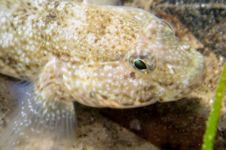 Primi sentori di Gobius bucchichi e Gobius incognitus ante 2016