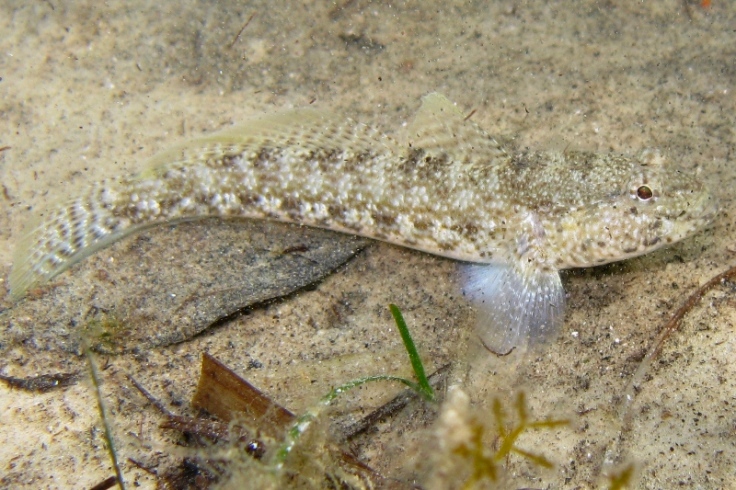 Primi sentori di Gobius bucchichi e Gobius incognitus ante 2016