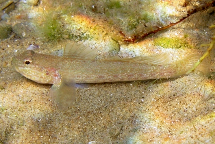 Primi sentori di Gobius bucchichi e Gobius incognitus ante 2016