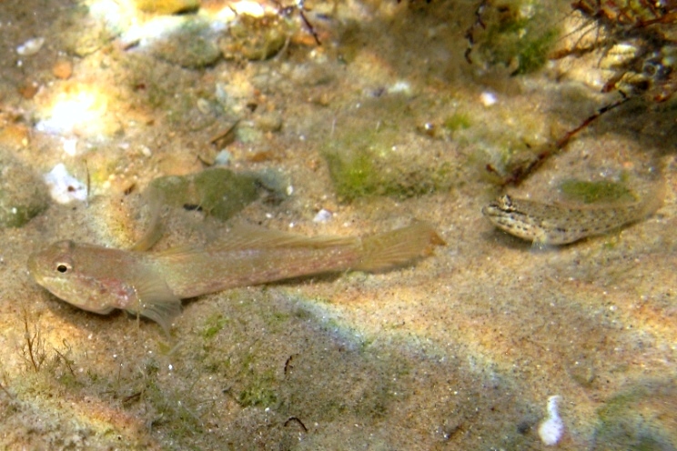 Primi sentori di Gobius bucchichi e Gobius incognitus ante 2016