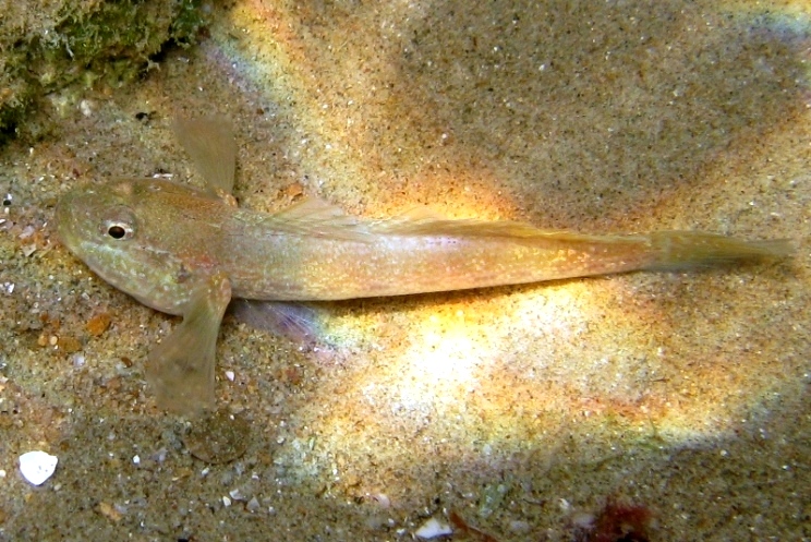Primi sentori di Gobius bucchichi e Gobius incognitus ante 2016