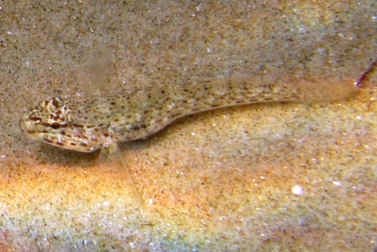 Primi sentori di Gobius bucchichi e Gobius incognitus ante 2016