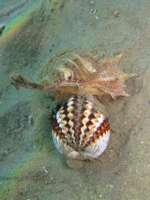 Predazione di Bolinus brandaris su Acanthocardia tuberculata