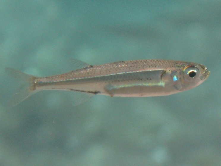 Atherina boyeri e Atherina hepsetus