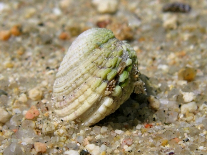 Mollusca - Venus verrucosa Linn, 1758