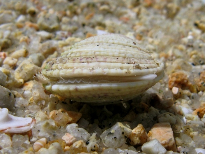 Mollusca - Venus verrucosa Linn, 1758