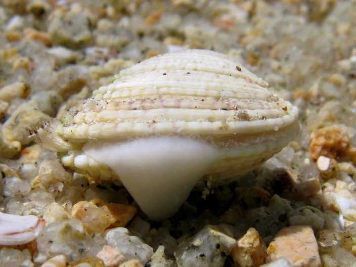 Mollusca - Venus verrucosa Linn, 1758