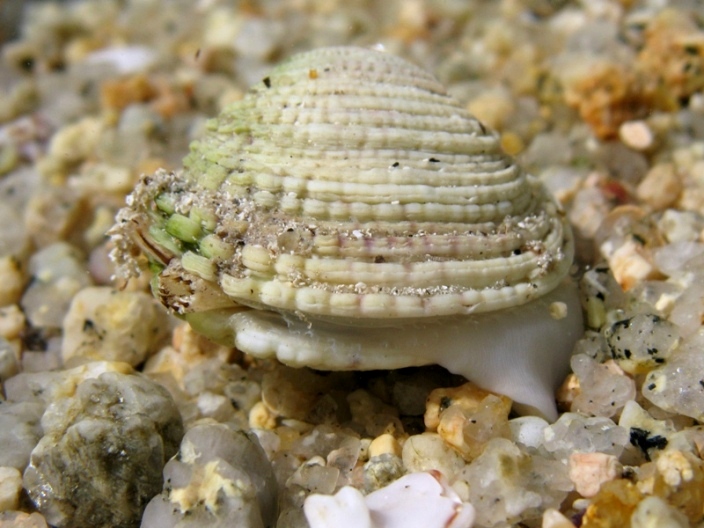 Mollusca - Venus verrucosa Linn, 1758