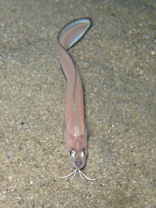 Ophidion barbatum (Linnaeus, 1758) / Galletto