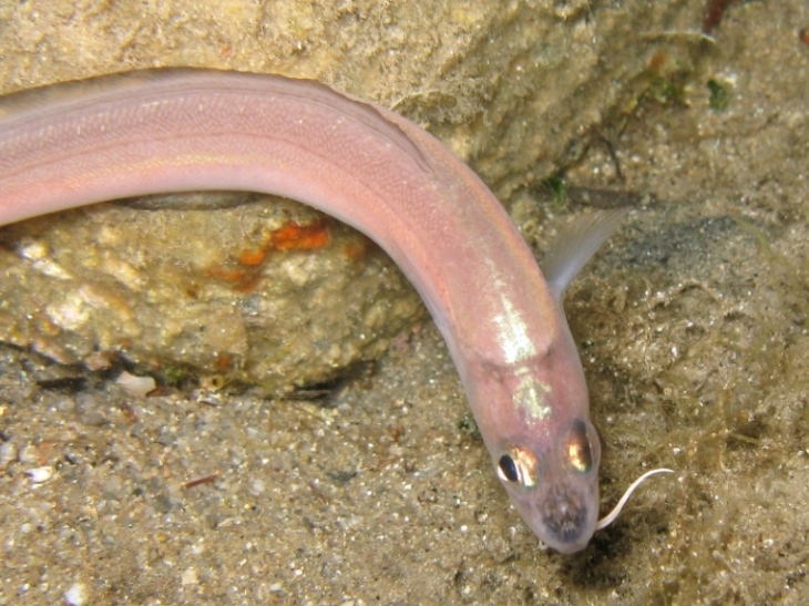 Ophidion barbatum (Linnaeus, 1758) / Galletto