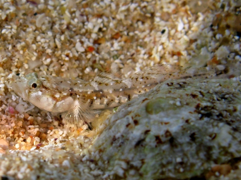 Pomatoschistus bathi