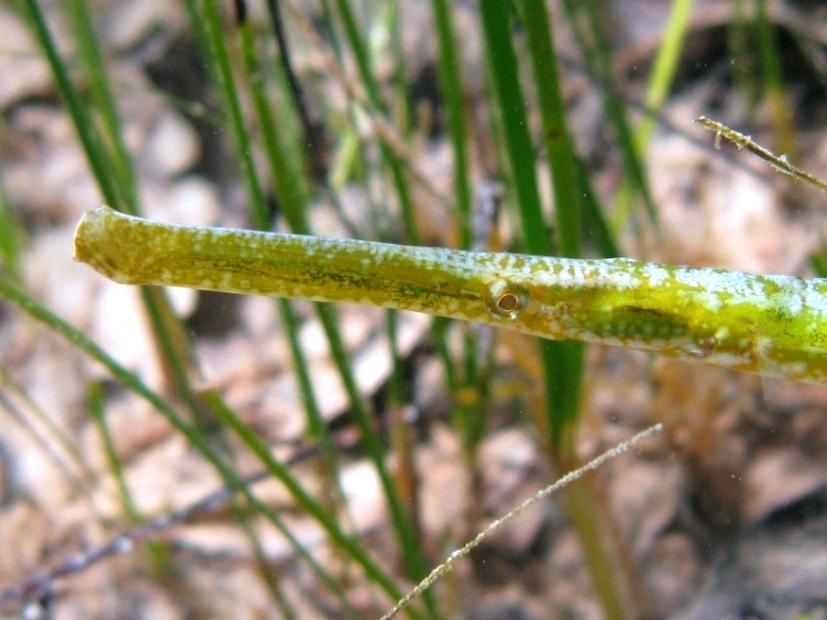 Syngnathus typhle