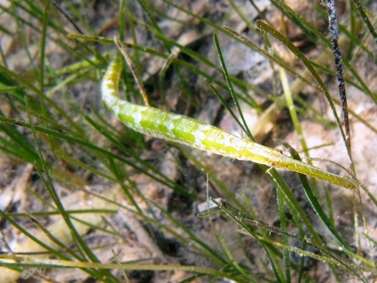 Syngnathus typhle