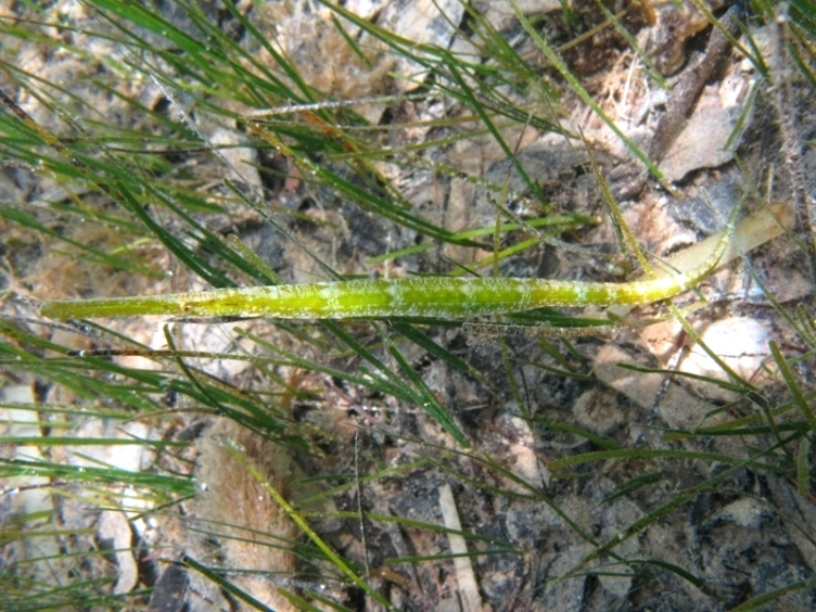 Syngnathus typhle