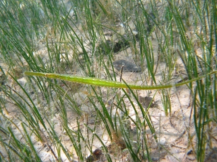 Syngnathus typhle