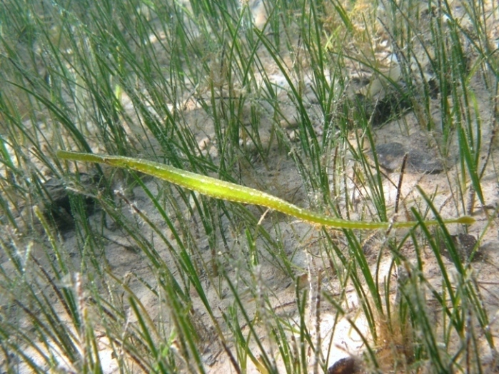 Syngnathus typhle
