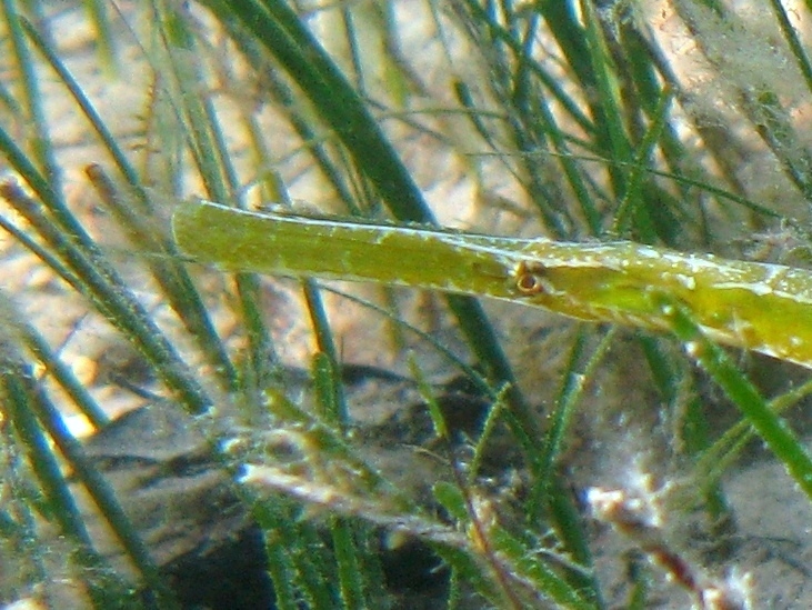 Syngnathus typhle
