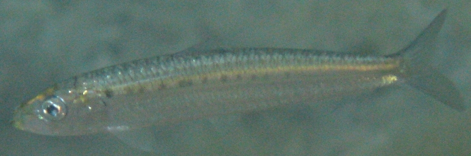 Sardina pilchardus