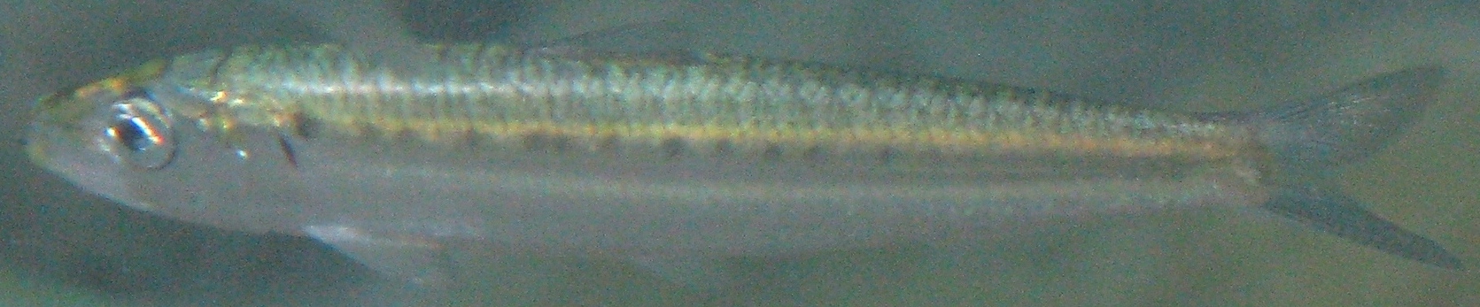 Sardina pilchardus
