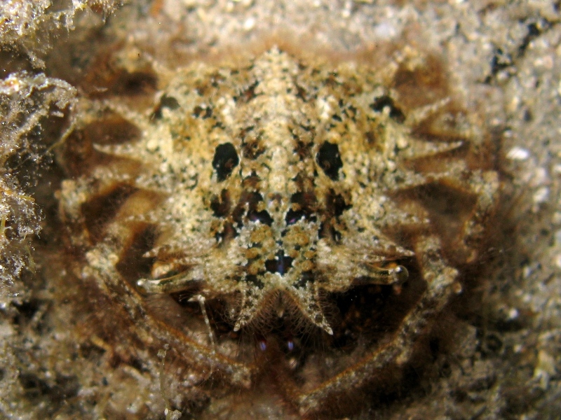 Maja crispata (con disegno di ocelli sul carapace)