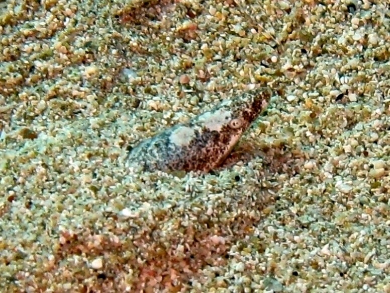 Orme di pesce misterioso sulla sabbia...(Apterichtus caecus)