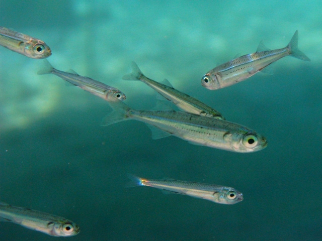 Varie specie di Atherina a Cres