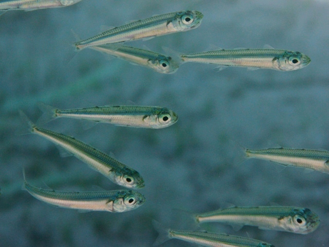 Varie specie di Atherina a Cres