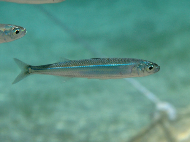 Varie specie di Atherina a Cres