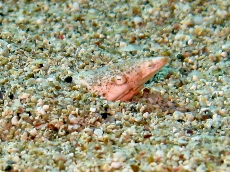 Orme di pesce misterioso sulla sabbia...(Apterichtus caecus)