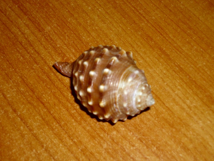 Conchiglia nel posto sbagliato?