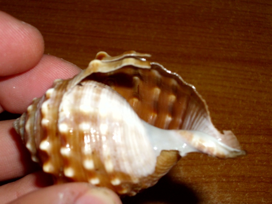 Conchiglia nel posto sbagliato?