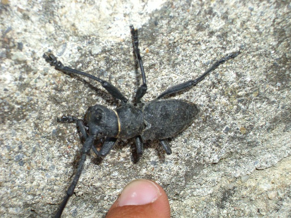 Morimus asper
