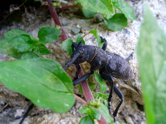 Morimus asper