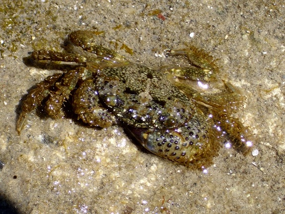 I granchi della scogliera di Diamante