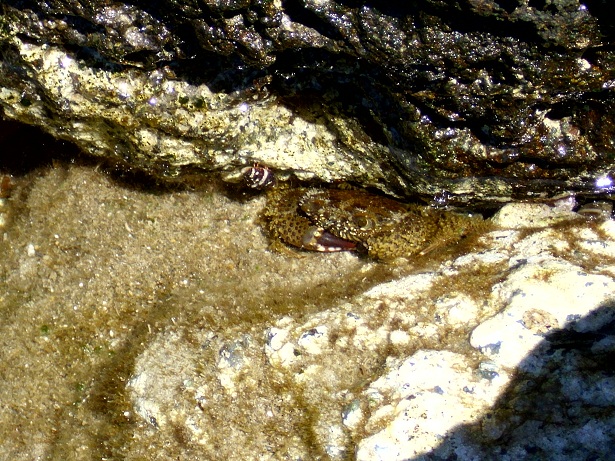I granchi della scogliera di Diamante