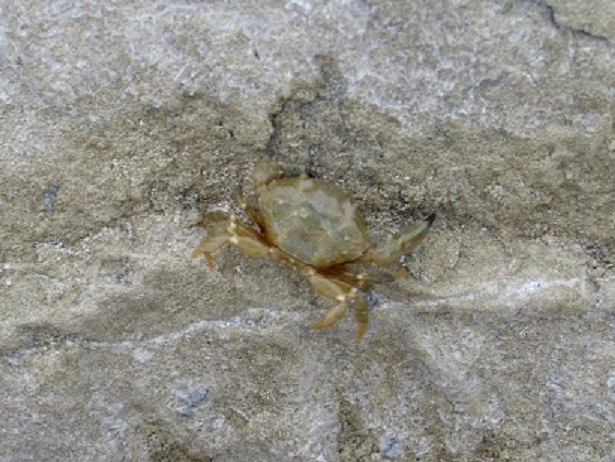 I granchi della scogliera di Diamante