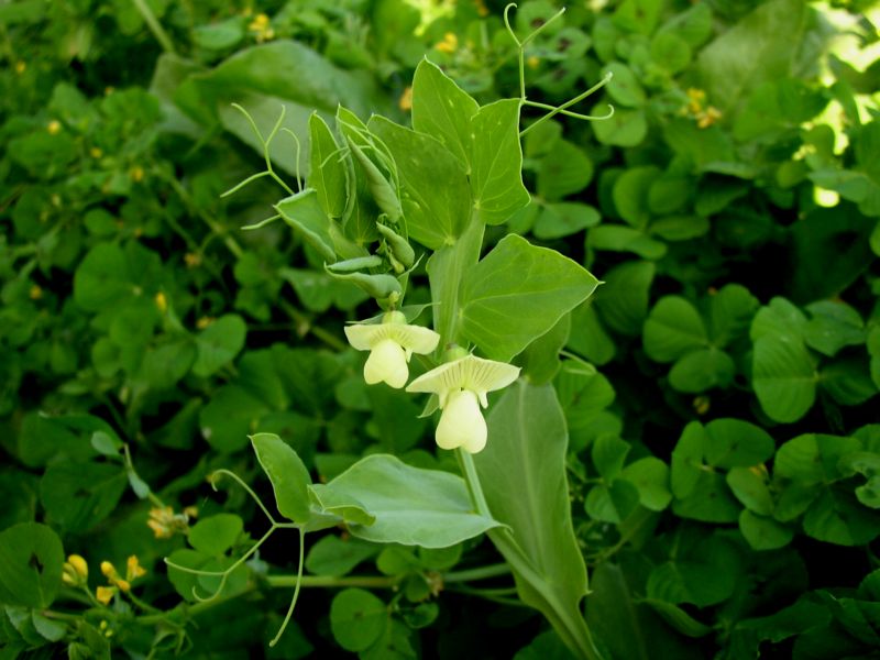 papilionacea...- Lathyrus ochrus