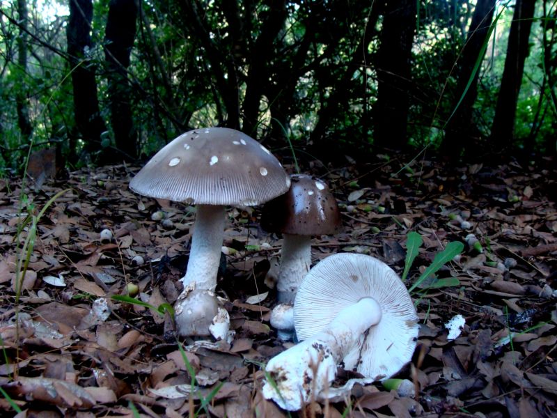 Amanita..