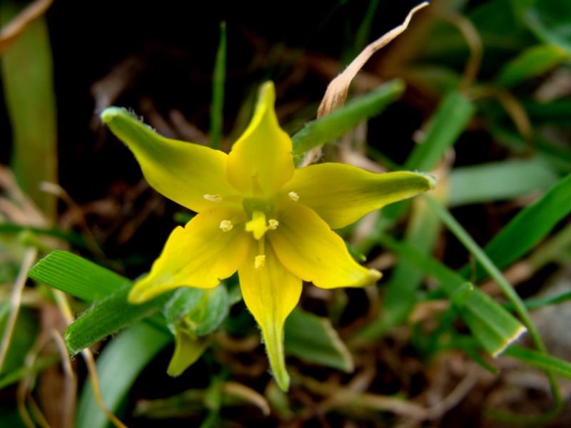 Gagea granatellii / Cipollaccio di Granatelli