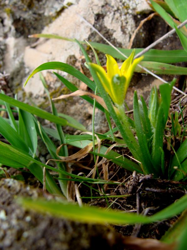 Gagea granatellii / Cipollaccio di Granatelli