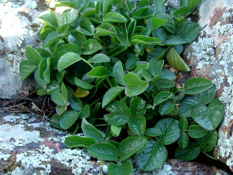 Bituminaria bituminosa