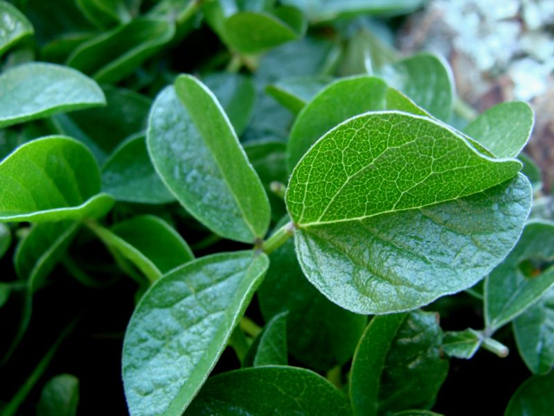 Bituminaria bituminosa