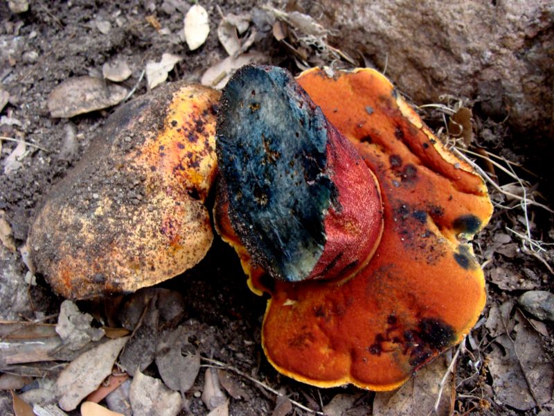 Boletus luridus?