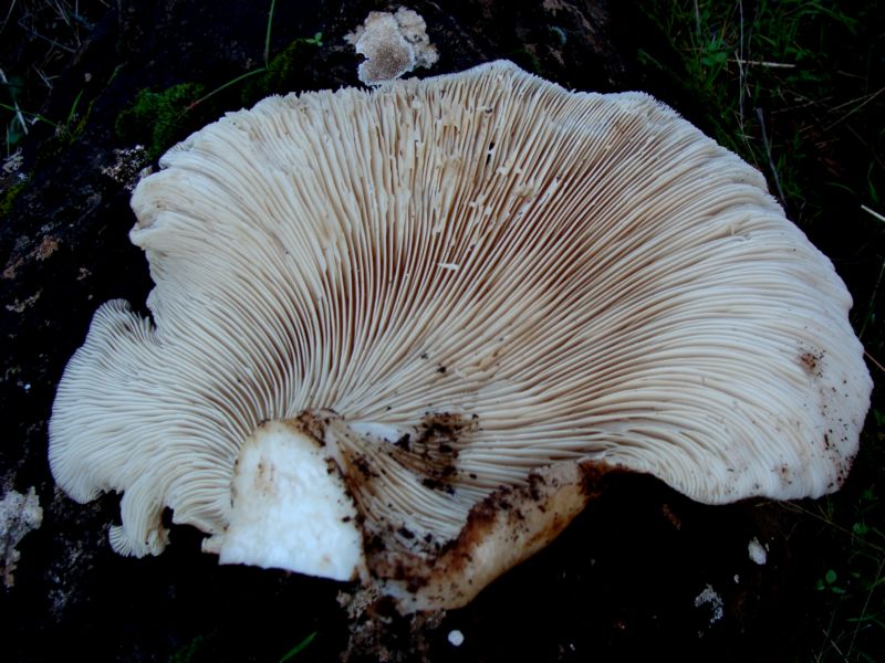 Pleurotus..
