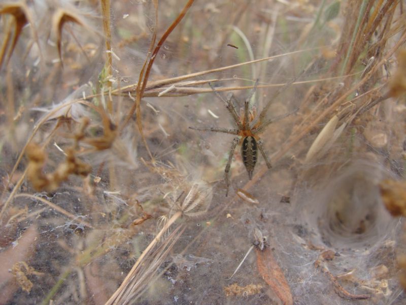 Agelena sp.