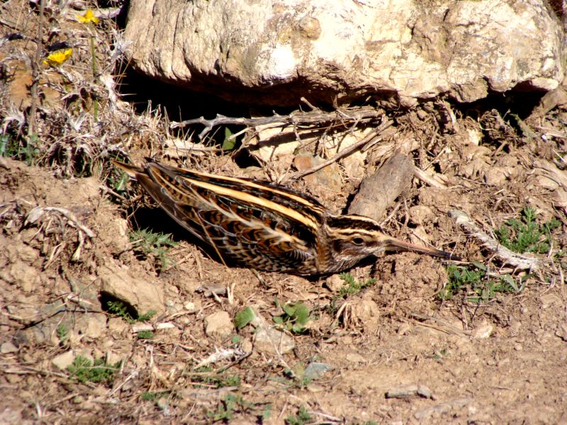 Frullino....?  S. Frullino ( Lymnocryptes minimus )