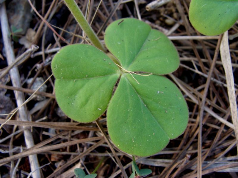 Oxalis purpurata e O. articulata